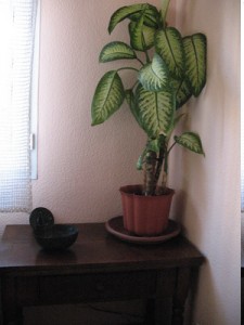 Dieffenbachia para interiores